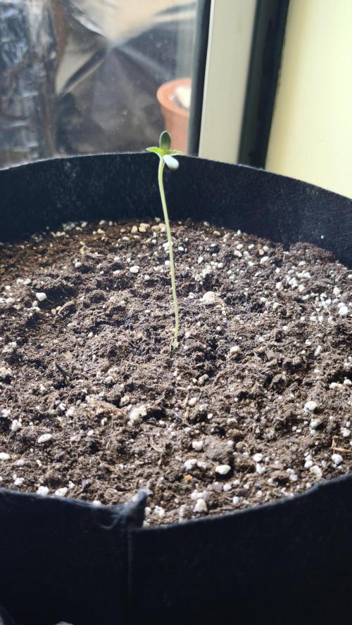 Auto Fat Pete's Cookies . Week 0