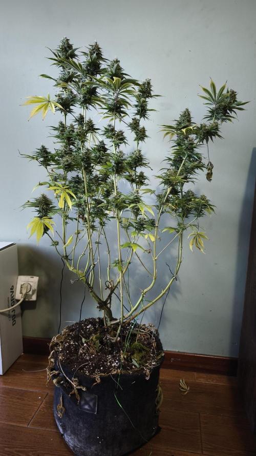 Sticky Broccoli@Zamnesia | Plagron. Week 14
