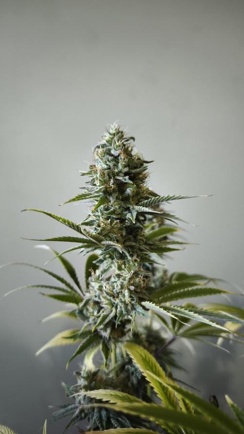 Sticky Broccoli@Zamnesia | Plagron. Week 14