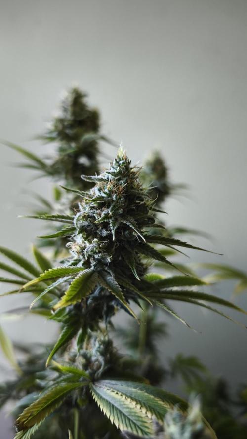 Sticky Broccoli@Zamnesia | Plagron. Week 14
