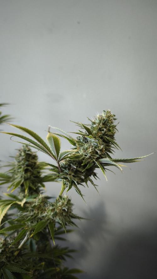 Sticky Broccoli@Zamnesia | Plagron. Week 14