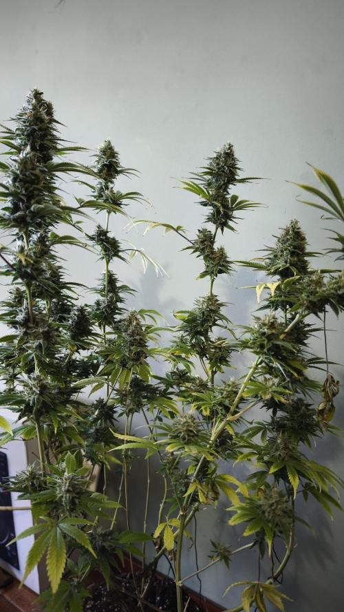 Sticky Broccoli@Zamnesia | Plagron. Week 14