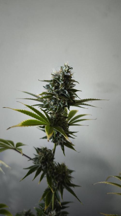 Sticky Broccoli@Zamnesia | Plagron. Week 14