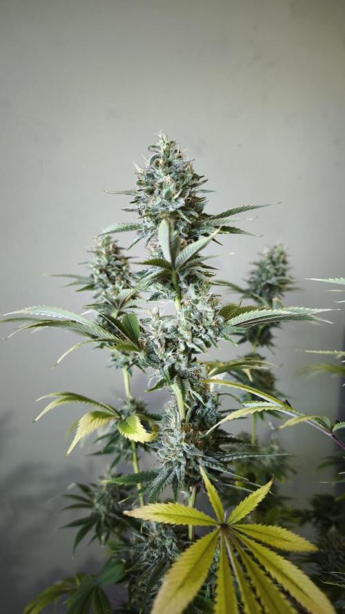Sticky Broccoli@Zamnesia | Plagron. Week 14