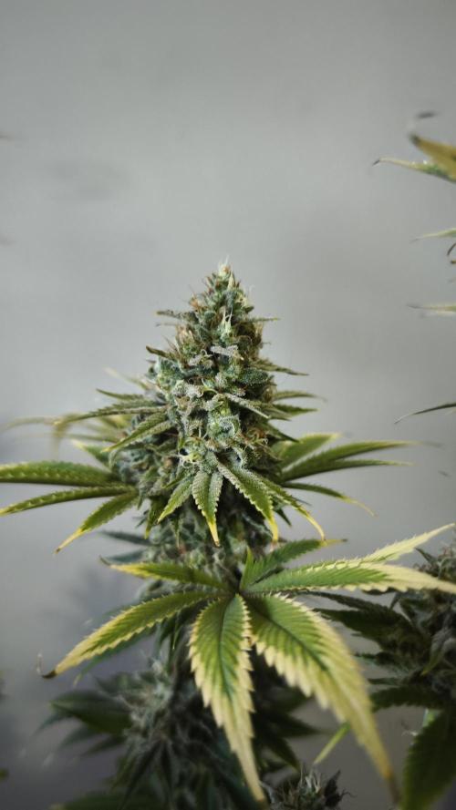 Sticky Broccoli@Zamnesia | Plagron. Week 14