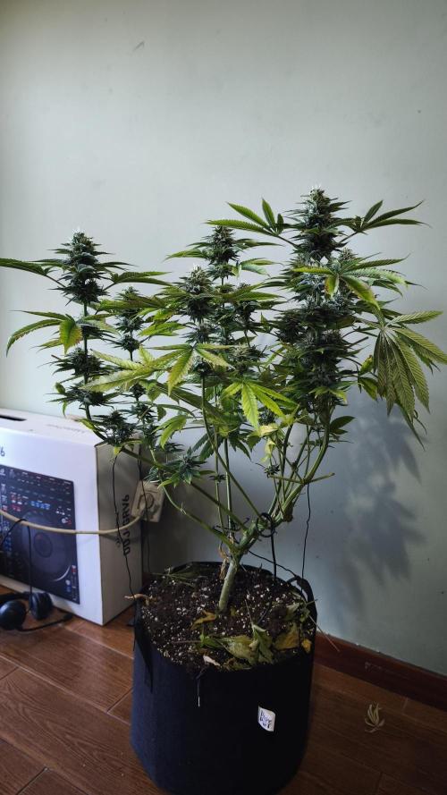 The Tropical Ice Cream One@USAGenetics26. Week 11
