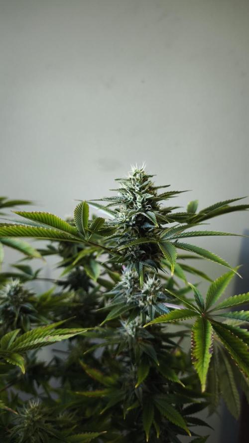 The Tropical Ice Cream One@USAGenetics26. Week 11