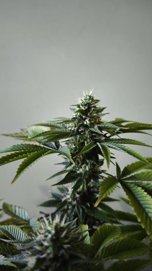 The Tropical Ice Cream One@USAGenetics26. Week 11