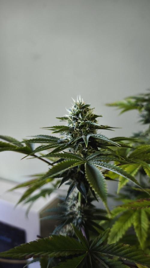 The Tropical Ice Cream One@USAGenetics26. Week 11