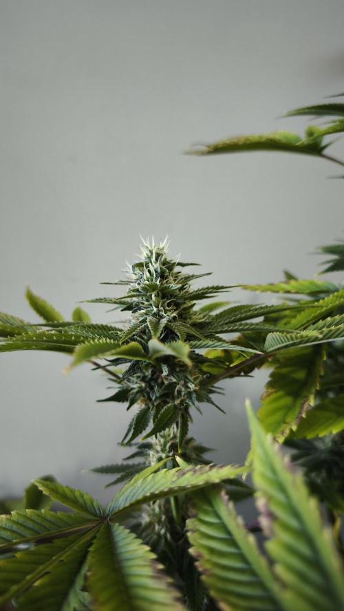 The Tropical Ice Cream One@USAGenetics26. Week 11