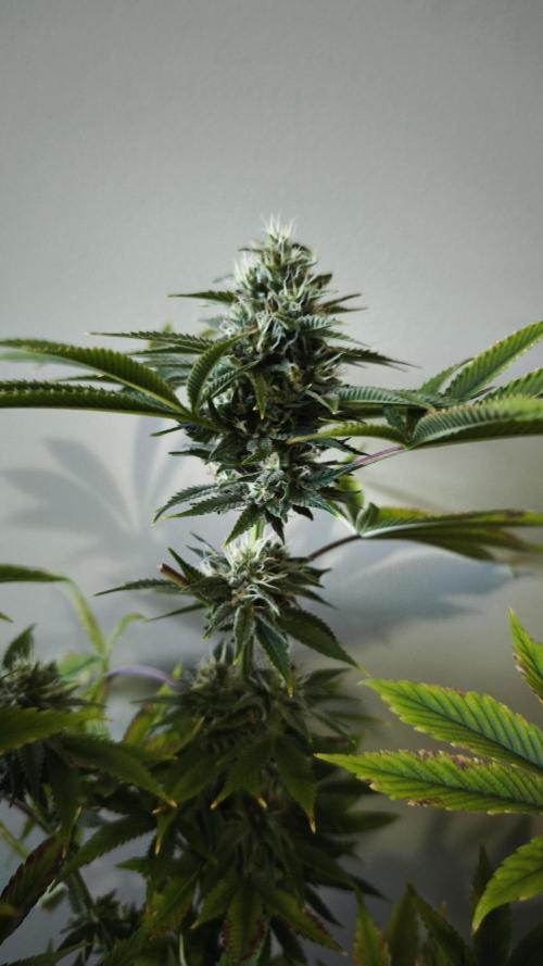 The Tropical Ice Cream One@USAGenetics26. Week 11