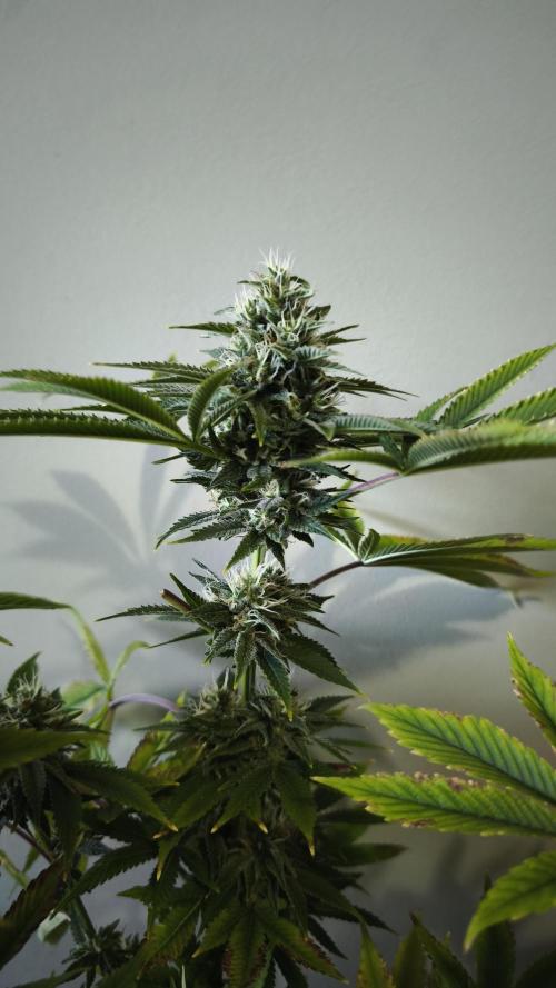 The Tropical Ice Cream One@USAGenetics26. Week 11