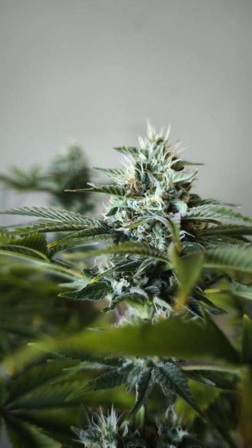 The Tropical Ice Cream One@USAGenetics26. Week 11