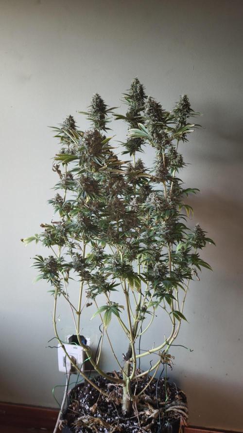 Sticky Broccoli@Zamnesia | Plagron. Week 15