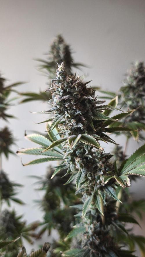 Sticky Broccoli@Zamnesia | Plagron. Week 15