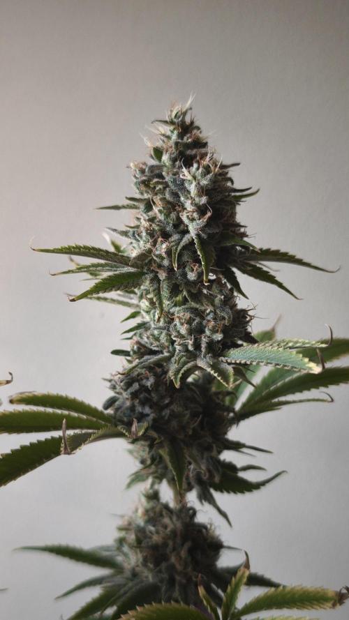 Sticky Broccoli@Zamnesia | Plagron. Week 15