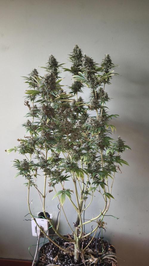 Sticky Broccoli@Zamnesia | Plagron. Week 15