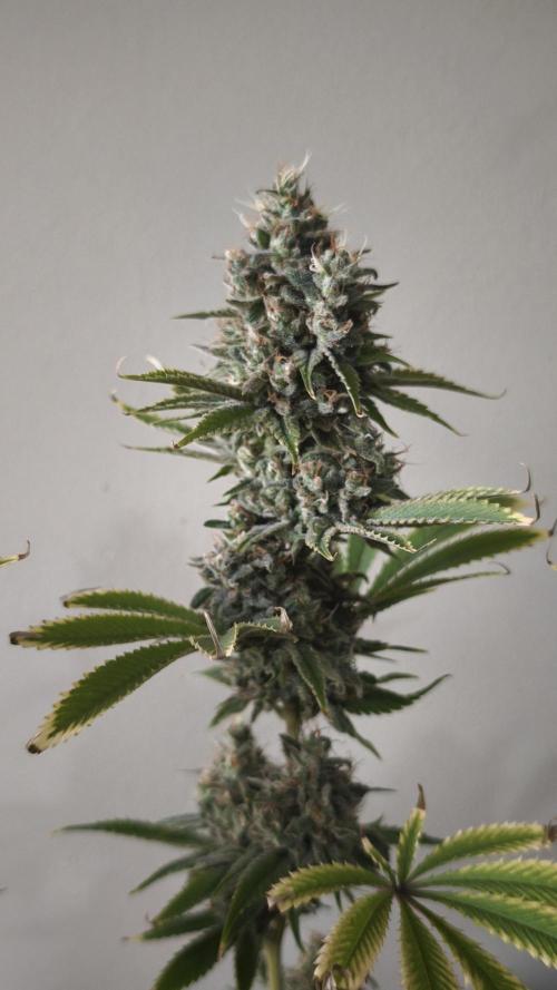 Sticky Broccoli@Zamnesia | Plagron. Week 15