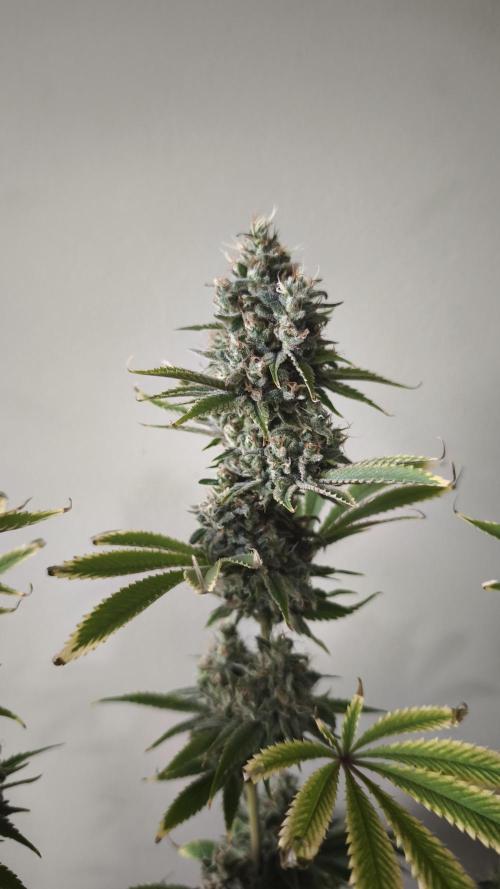 Sticky Broccoli@Zamnesia | Plagron. Week 15
