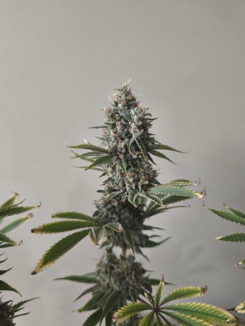 Sticky Broccoli@Zamnesia | Plagron. Week 15