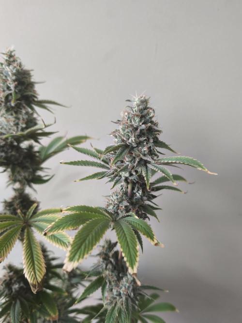Sticky Broccoli@Zamnesia | Plagron. Week 15