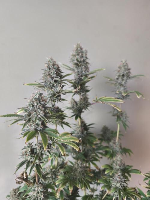 Sticky Broccoli@Zamnesia | Plagron. Week 15
