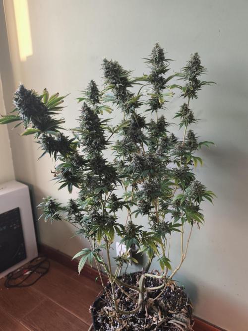Sticky Broccoli@Zamnesia | Plagron. Week 15