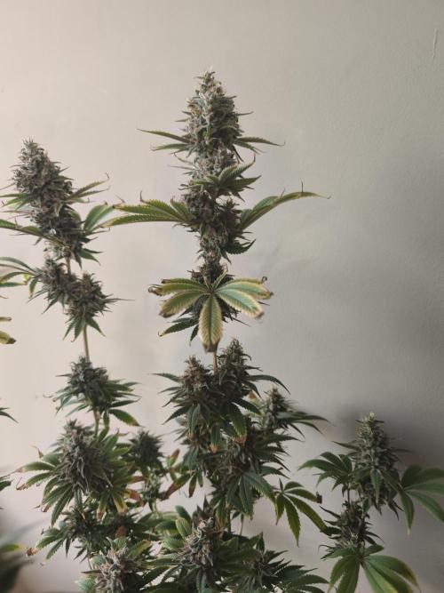 Sticky Broccoli@Zamnesia | Plagron. Week 15