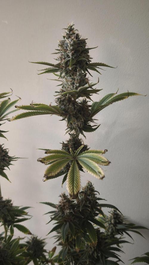 Sticky Broccoli@Zamnesia | Plagron. Week 15