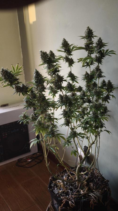 Sticky Broccoli@Zamnesia | Plagron. Week 15