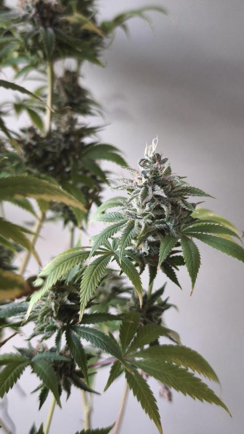 Sticky Broccoli@Zamnesia | Plagron. Week 15