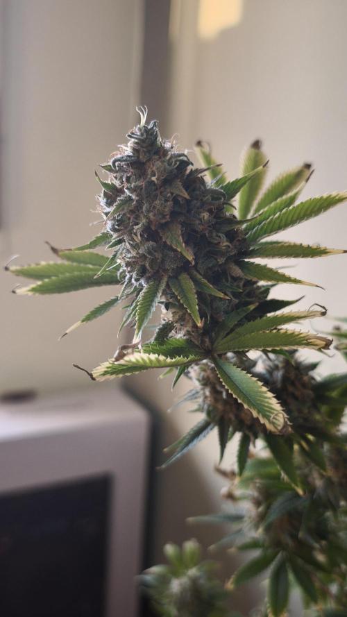 Sticky Broccoli@Zamnesia | Plagron. Week 15