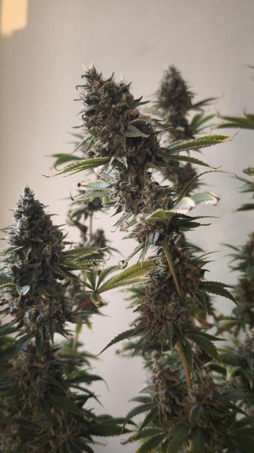 Sticky Broccoli@Zamnesia | Plagron. Week 15