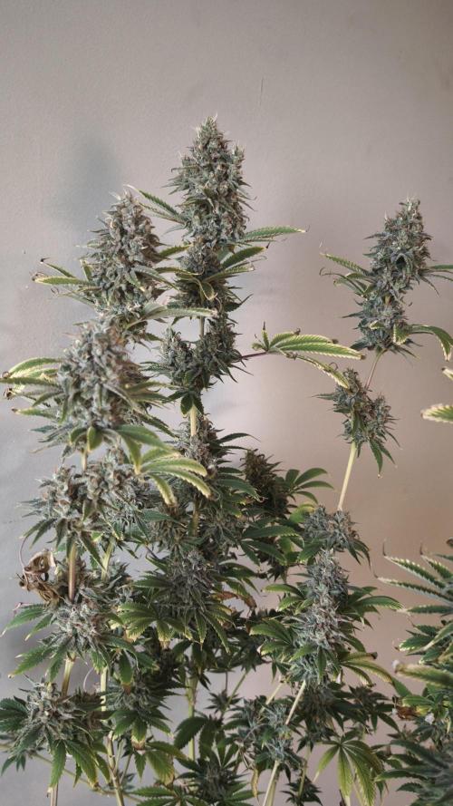 Sticky Broccoli@Zamnesia | Plagron. Week 15