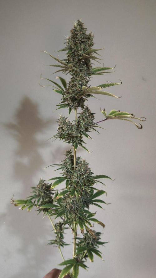 Sticky Broccoli@Zamnesia | Plagron. Week 15