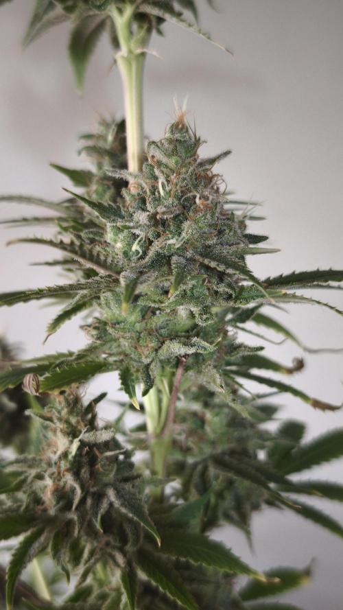 Sticky Broccoli@Zamnesia | Plagron. Week 15