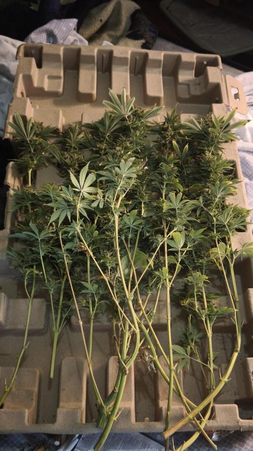 Sticky Broccoli@Zamnesia | Plagron. Week 15