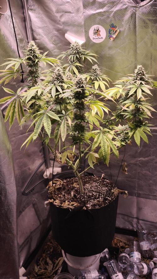 The Tropical Ice Cream One@USAGenetics26. Week 12