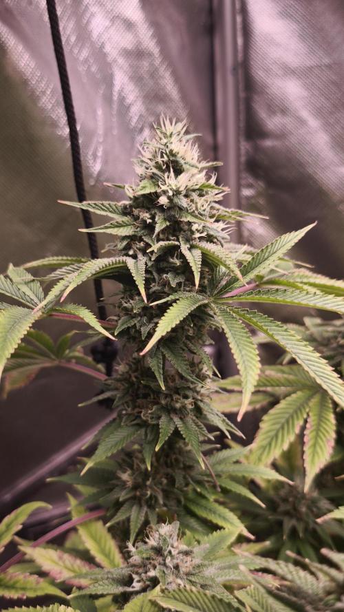 The Tropical Ice Cream One@USAGenetics26. Week 12