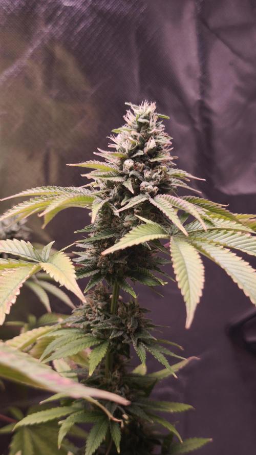 The Tropical Ice Cream One@USAGenetics26. Week 12