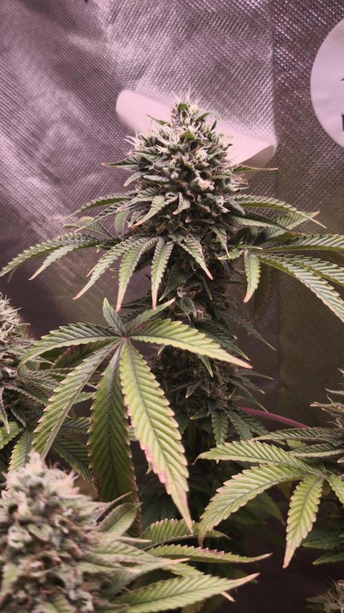 The Tropical Ice Cream One@USAGenetics26. Week 12