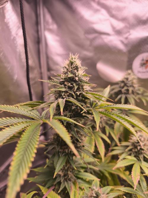 The Tropical Ice Cream One@USAGenetics26. Week 12