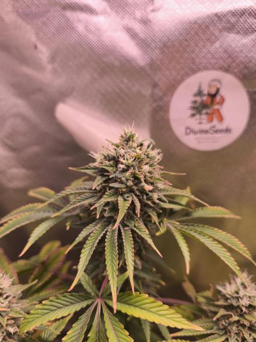 The Tropical Ice Cream One@USAGenetics26. Week 12