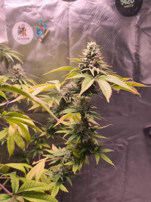 The Tropical Ice Cream One@USAGenetics26. Week 12