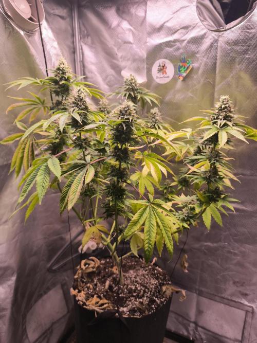 The Tropical Ice Cream One@USAGenetics26. Week 12