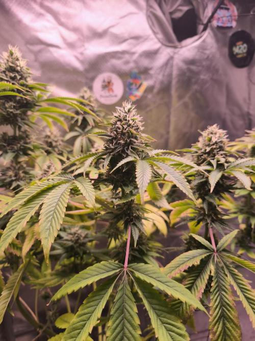 The Tropical Ice Cream One@USAGenetics26. Week 12