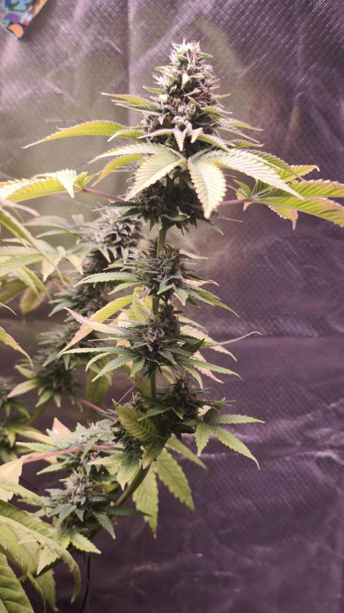 The Tropical Ice Cream One@USAGenetics26. Week 12