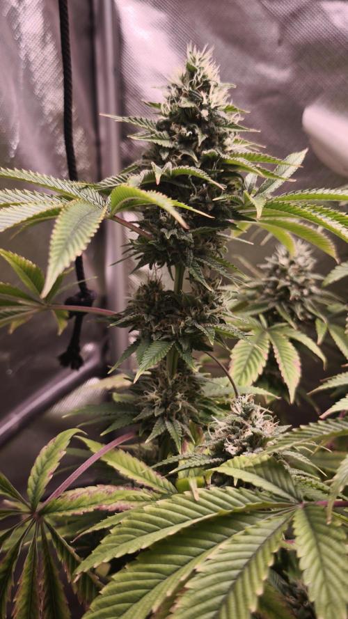 The Tropical Ice Cream One@USAGenetics26. Week 12