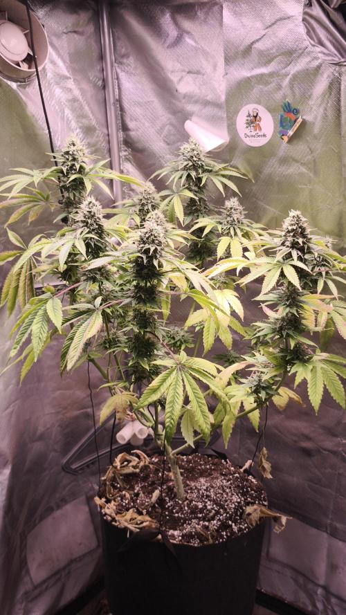 The Tropical Ice Cream One@USAGenetics26. Week 12