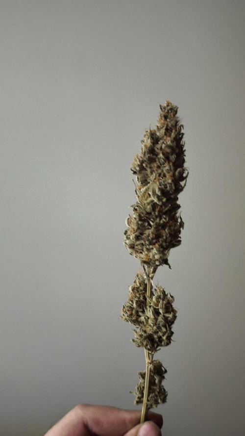 Sticky Broccoli@Zamnesia | Plagron. Week 16